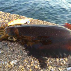 ウネリの中エギング