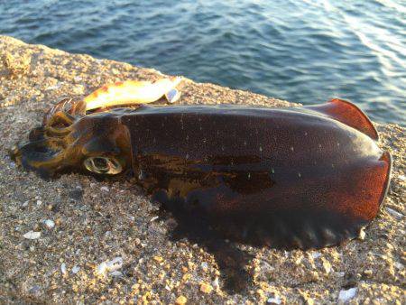 ウネリの中エギング