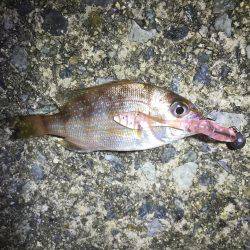 デイ豆アジング!