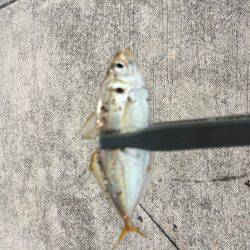 豆アジング 修行