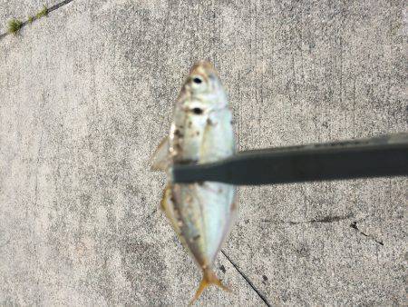 豆アジング 修行