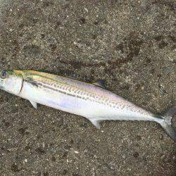 シーバス狙いが