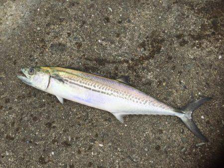 シーバス狙いが