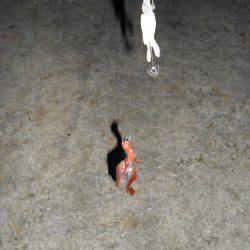 五目ジグヘッドエギDEケンサキ*\\\\\\\\(^o^)/*