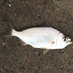 ソーダガツオ好調