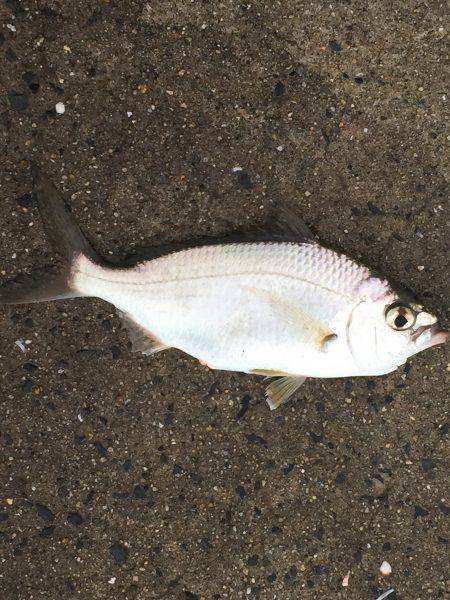 ソーダガツオ好調