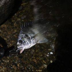 淀川でキビレ。