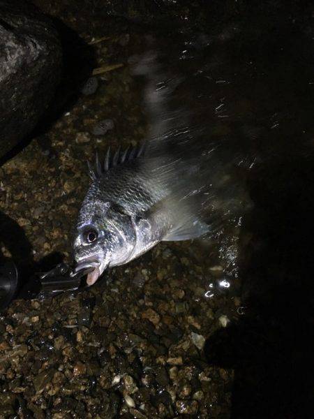 淀川でキビレ。