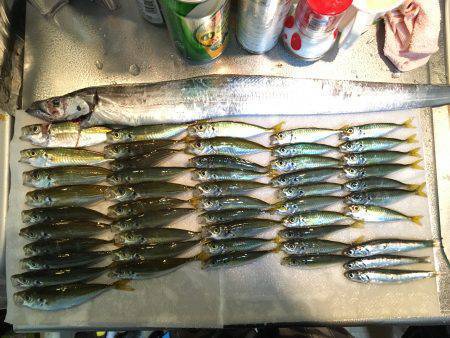 タチウオいない。アジはいる。