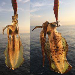 アオリの新子のサイズ調査