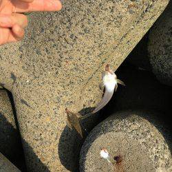 天ぷらにハマって