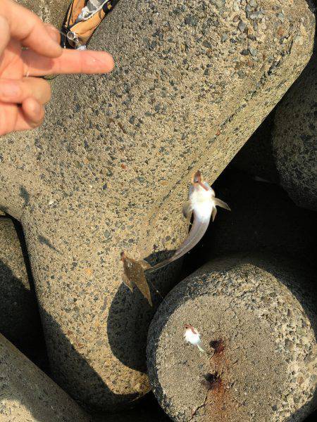 天ぷらにハマって