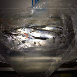 久々のタッチョ