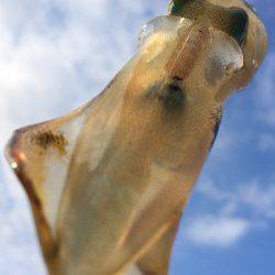 夏の新子エギング