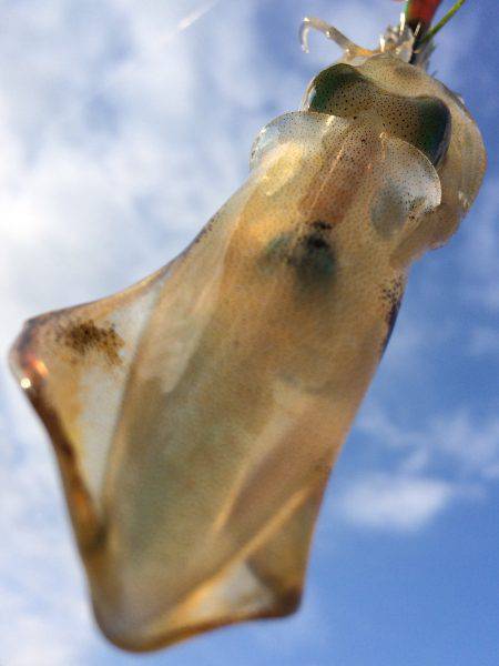 夏の新子エギング