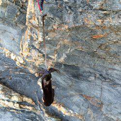 アオリイカ 成長