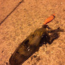 豆アジにイカ♪