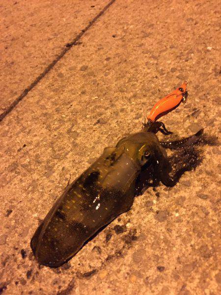 豆アジにイカ♪