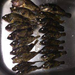 自作ワームでガシリング