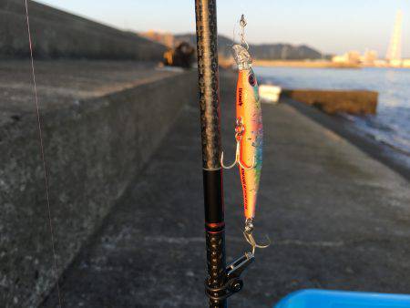 豆アジ、カマス