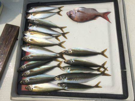 アジ25〜35㎝、真鯛32㎝