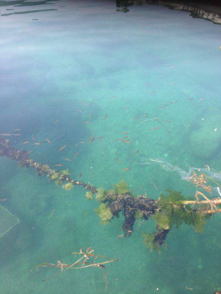 ナイトハギングでガシラ&キス