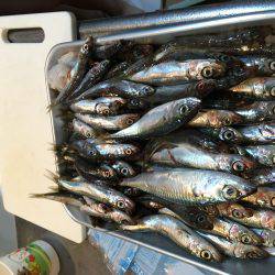 イワシ無限。タチウオボチボチ。