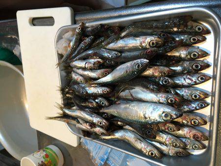 イワシ無限。タチウオボチボチ。