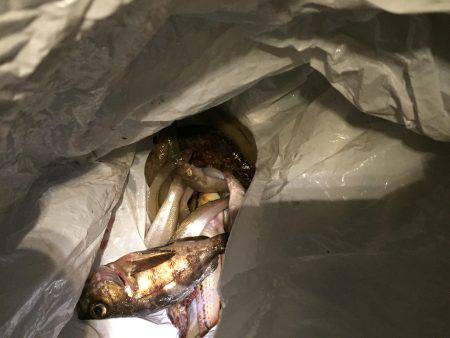 チニング、投げ釣り