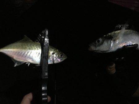 アジ快釣o(^▽^)o