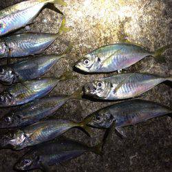 夕マヅメのアジ