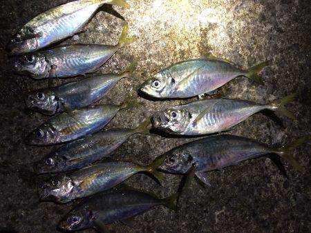 夕マヅメのアジ