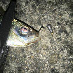 アジング絶好調