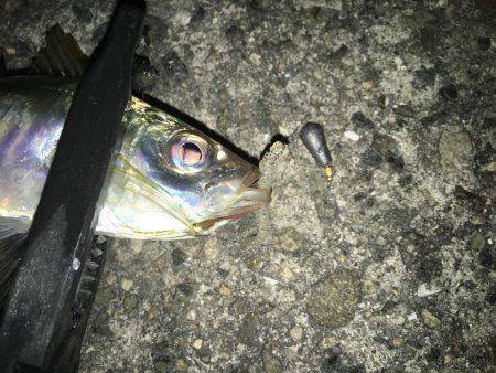 アジング絶好調