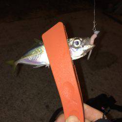 豆アジ、カマス