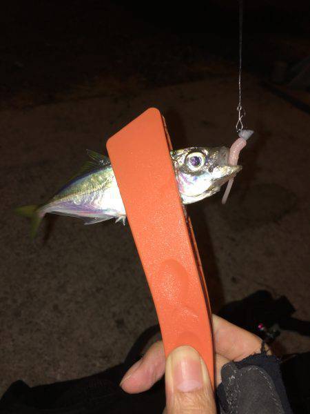 豆アジ、カマス