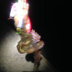 オクトパッシング