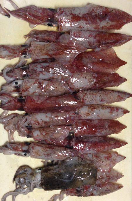 ケンサキ&アオリ!