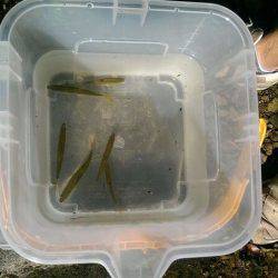 久しぶりの渓流釣り