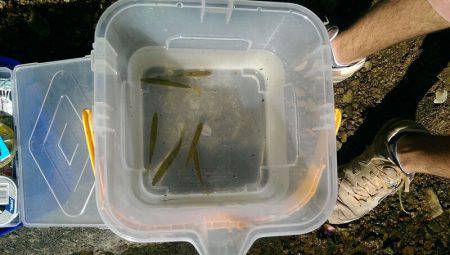 久しぶりの渓流釣り