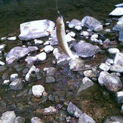2日連続の渓流釣り