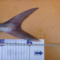 カンパチリベンジ成功♪