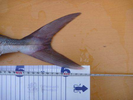 カンパチリベンジ成功♪