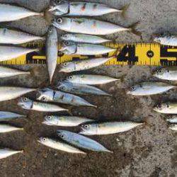 ワインドvsジグサビキ