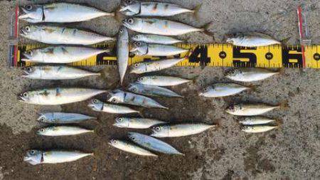 ワインドvsジグサビキ