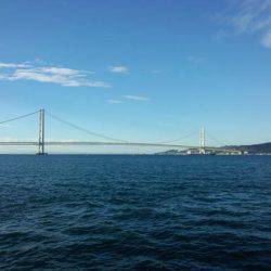 サイズアップ、大蔵海岸のケンサキイカ