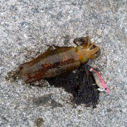 ケンサキ&ウルメイワシ&アオリイカ