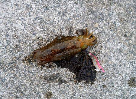 ケンサキ&ウルメイワシ&ア…