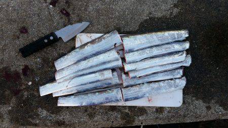 兵庫突堤、朝は表層が良かったです