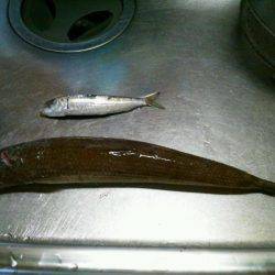 久しぶりのマリーナシティ